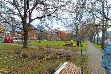 Výsadba stromů ve městě