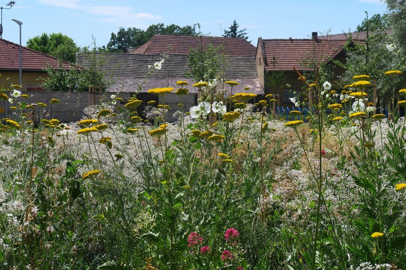 Perennial Flower Beds in Melnicke Vtelno Village